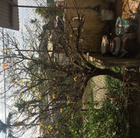 Cần bán cây mai trăm tuổi!