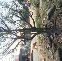 2 Cần bán cây mai trăm tuổi!