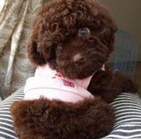 2 HCM   Bán Poodle thuần chủng các size , giá rẽ