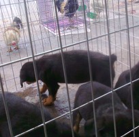 2 Nhận phối giống Rottweiler. Bán đàn Rottweiler con 2 tháng