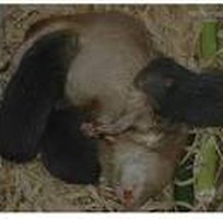 Cung cấp Dúi giống, Dúi thịt tại Miền trung