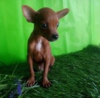 Đà nẵng- bán chó fox hươu mipin, hàng chuẩn giá tốt