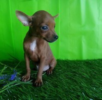 2 Đà nẵng- bán chó fox hươu mipin, hàng chuẩn giá tốt