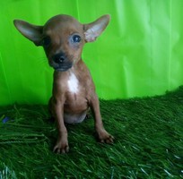 3 Đà nẵng- bán chó fox hươu mipin, hàng chuẩn giá tốt