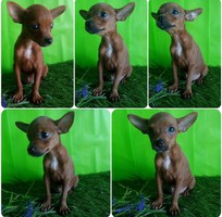 4 Đà nẵng- bán chó fox hươu mipin, hàng chuẩn giá tốt