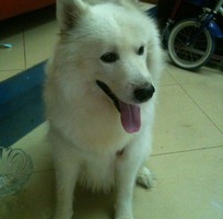 Bán chó Samoyed 4 tháng đực