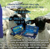 Nhau thai cừu MF3 - nhập khẩu từ Thụy Sỹ
