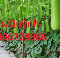 1 Phân bón facorv, phân bón sinh học, phân bón lá facorv, PHÂN BÓN GỐC FACORV -0906728986