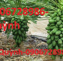 3 Phân bón facorv, phân bón sinh học, phân bón lá facorv, PHÂN BÓN GỐC FACORV -0906728986