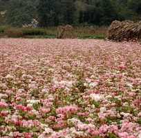 Du lịch cao nguyên Hà Giang mùa hoa tam giác mạch