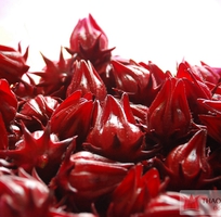 Bán hoa atiso đỏ/hoa bụp giấm/ hibiscus toàn quốc