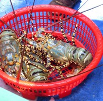 2 Bán sỉ tôm hùm, tôm hùm sỏi đỏ, tôm hùm bông sao, tôm hùm xanh, tôm hùm tre,