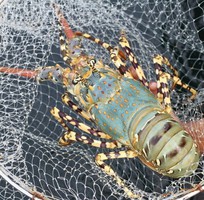 3 Bán sỉ tôm hùm, tôm hùm sỏi đỏ, tôm hùm bông sao, tôm hùm xanh, tôm hùm tre,