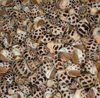 4 Bán sỉ tôm hùm, tôm hùm sỏi đỏ, tôm hùm bông sao, tôm hùm xanh, tôm hùm tre,