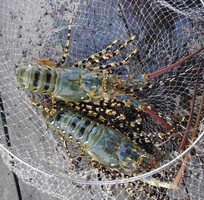 5 Bán sỉ tôm hùm, tôm hùm sỏi đỏ, tôm hùm bông sao, tôm hùm xanh, tôm hùm tre,