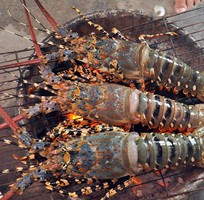 7 Bán sỉ tôm hùm, tôm hùm sỏi đỏ, tôm hùm bông sao, tôm hùm xanh, tôm hùm tre,