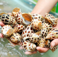 8 Bán sỉ tôm hùm, tôm hùm sỏi đỏ, tôm hùm bông sao, tôm hùm xanh, tôm hùm tre,