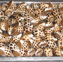 9 Bán sỉ tôm hùm, tôm hùm sỏi đỏ, tôm hùm bông sao, tôm hùm xanh, tôm hùm tre,