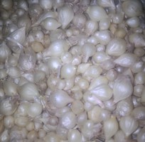 Chuyên mua bán củ nén  hành tăm