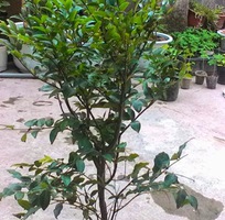 Bán cây giống nho thân gỗ