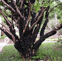 1 Bán cây giống nho thân gỗ