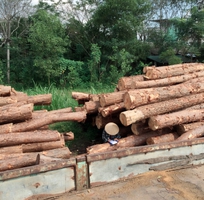 Cần bán gỗ thông SLL