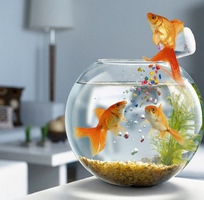 Quà tặng quảng ngãi,bể cá thủy sinh mini