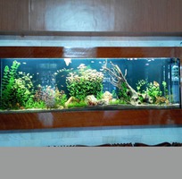 1 Làm hồ cá thủy sinh giá rẻ chuyên nghiệp tại đà nẵng