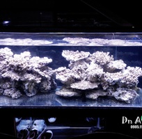 2 Làm hồ cá thủy sinh giá rẻ chuyên nghiệp tại đà nẵng