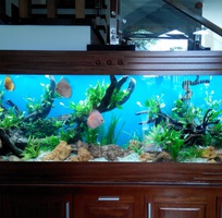 3 Làm hồ cá thủy sinh giá rẻ chuyên nghiệp tại đà nẵng