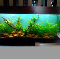 5 Làm hồ cá thủy sinh giá rẻ chuyên nghiệp tại đà nẵng