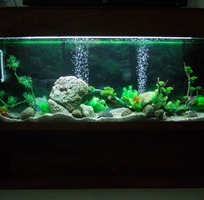 7 Làm hồ cá thủy sinh giá rẻ chuyên nghiệp tại đà nẵng