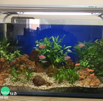 14 Làm hồ cá thủy sinh giá rẻ chuyên nghiệp tại đà nẵng