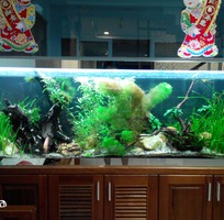 15 Làm hồ cá thủy sinh giá rẻ chuyên nghiệp tại đà nẵng