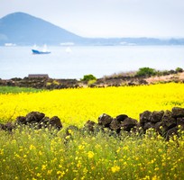 6 Khám phá đảo Jeju - 5 Ngày 5 Đêm - Không cần visa