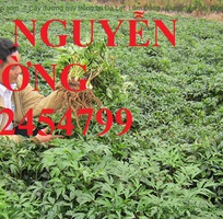 1 Chuyên cung cấp cây giống Đương quy