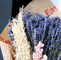 BMT  Bán hoa lavender sĩ, lẻ ở tp Buôn Ma Thuột