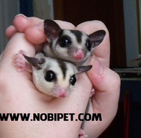 Bán Sóc Bay Úc - Sugar Glider giá rẻ