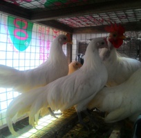5 Bán gà Tre Thái, gà Tân Châu, gà serama, gà Phoenix