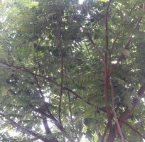 Cung cấp lá và cây cà ri nị ấn độ