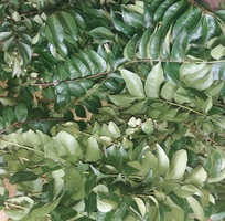 1 Cung cấp lá và cây cà ri nị ấn độ