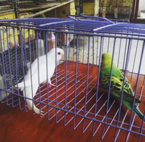 2 Vẹt Hồng Kông  Yến Phụng