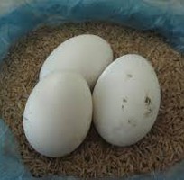 5 Trứng ngỗng quê, trứng ngỗng sạch 100