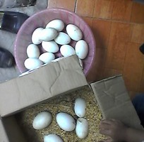 10 Trứng ngỗng quê, trứng ngỗng sạch 100