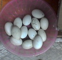 13 Trứng ngỗng quê, trứng ngỗng sạch 100