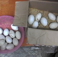 16 Trứng ngỗng quê, trứng ngỗng sạch 100