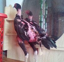 Gà chọi ô chuối chân 3 hàng vảy