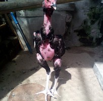 1 Gà chọi ô chuối chân 3 hàng vảy