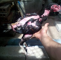 3 Gà chọi ô chuối chân 3 hàng vảy