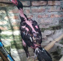 4 Gà chọi ô chuối chân 3 hàng vảy